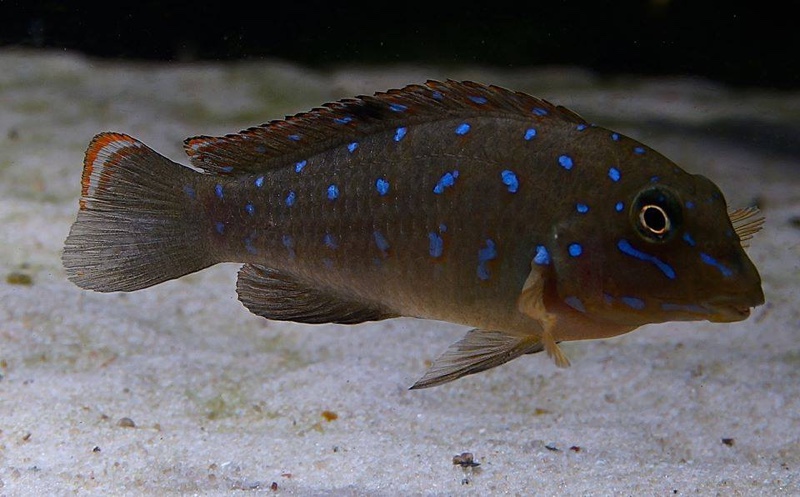 Tanganicodus sp. 'kavalla' Kibige Island